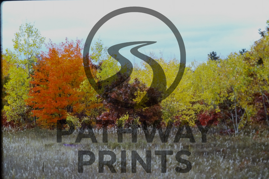 Golden Autumn Glow [Digital File Print]