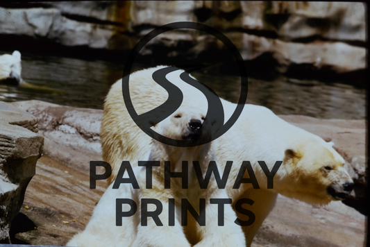 Polar Companions [Digital Print File]