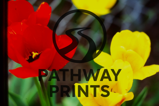 Spring Radiance — Red and Yellow Tulip Blossom Print [Digital File Print]